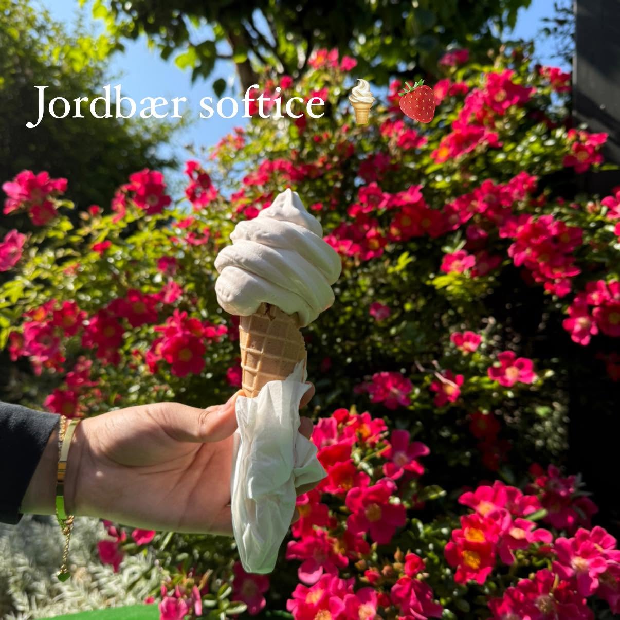 Jordbærsoftice foran blomstrende rosenbusk